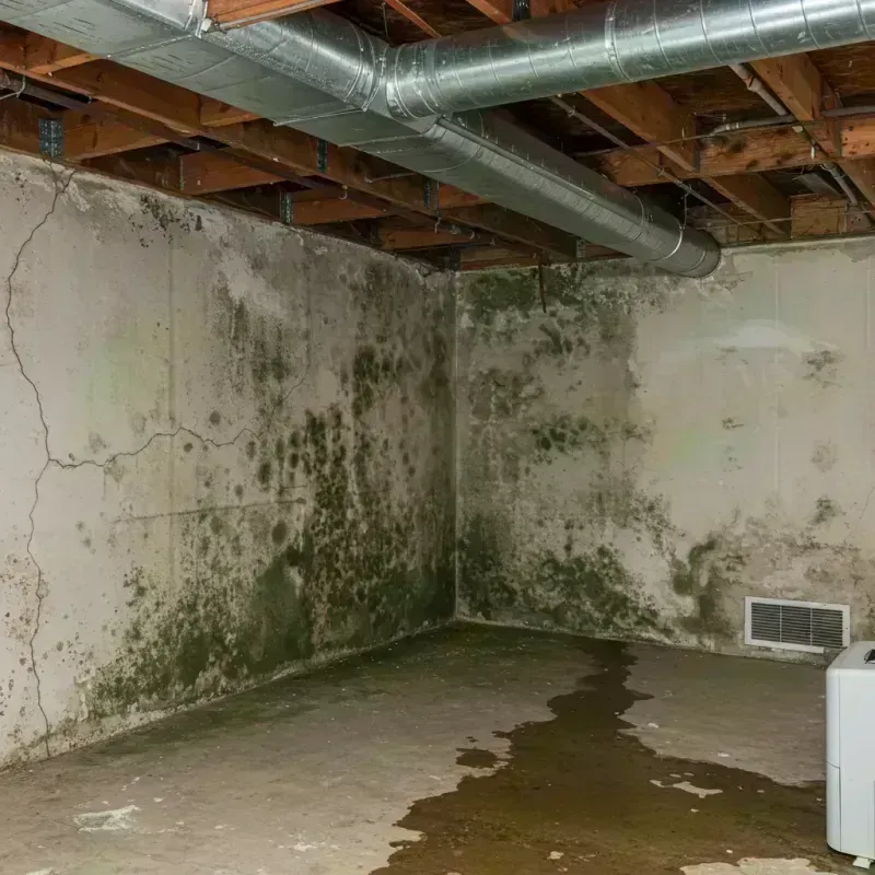 Professional Mold Removal in Woodstock, IL